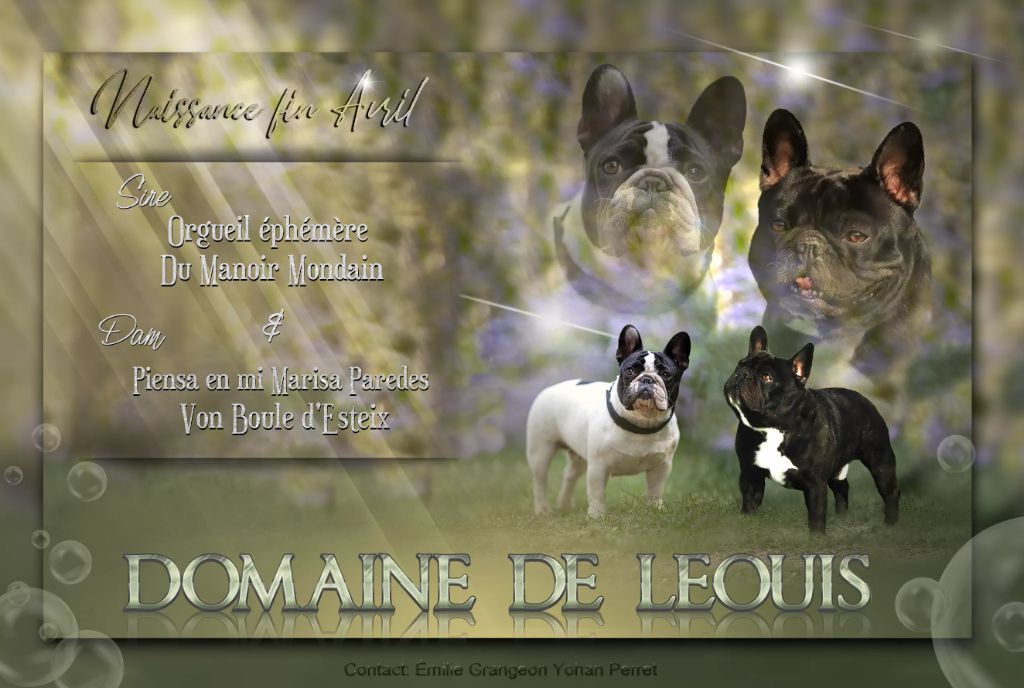Du Domaine De Leouis - Bouledogue français - Portée née le 25/04/2021