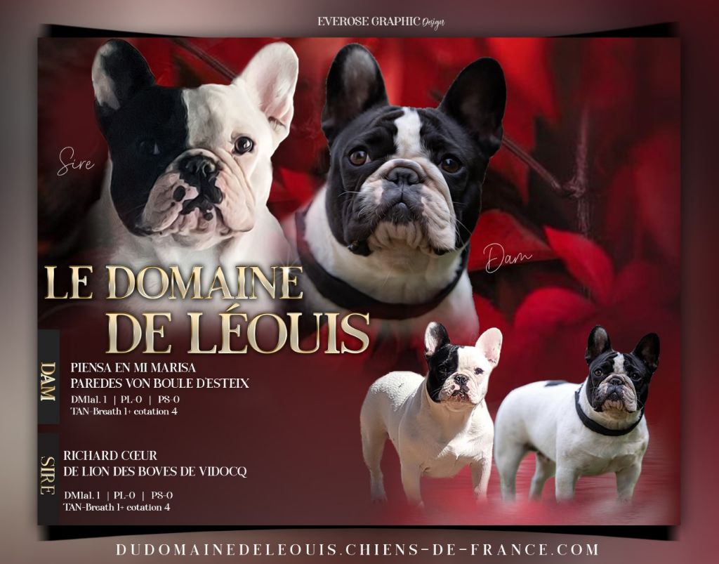 Chiot Bouledogue français Du Domaine De Leouis