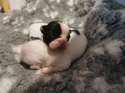 CHIOT 5