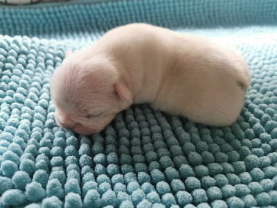 CHIOT 3