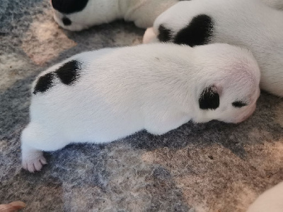 CHIOT 4